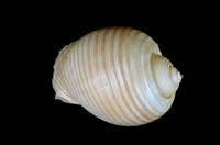 藏品(褐鶉螺)的圖片